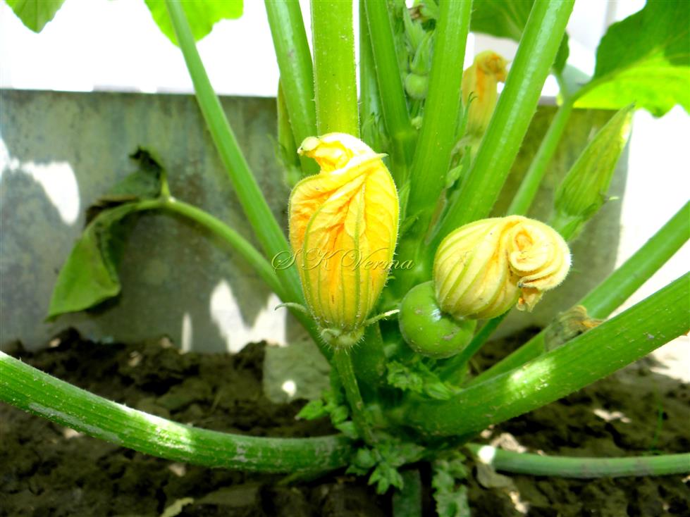  Male and Female flowers